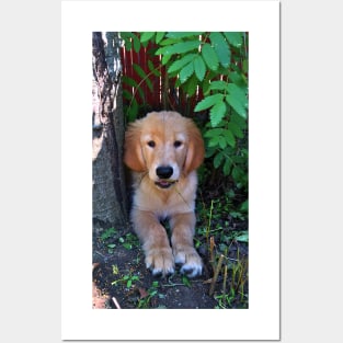 Golden Retriever Puppy Under a Tree Posters and Art